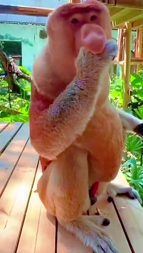 Proboscis Monkey Eating Frog: Incredible Wildlife Moment!