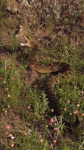 The video shows a rattlesnake, likely a prairie rattlesnake, in its natural habitat. #snakelovers