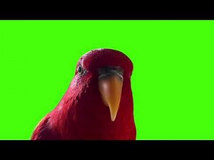 Red bird laugh staring meme Greenscreen