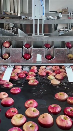 Precision Apple Processing: From Fresh Fruit to Perfect Slices