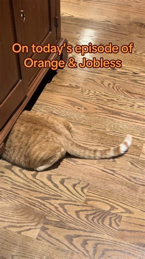 Understanding Orange Cat Behavior in Episode 2