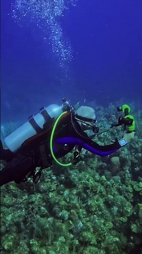 Roatán, you were unforgettable. 🌊🐠 #roatan #roatanhonduras #scubadiving #scuba