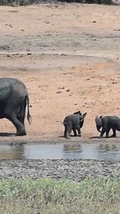 105K views · 4.1K reactions | Baby elephants brawling, but Mama’s got it under control!  Watch these adorable cubs tussle until the queens step in. Who else loves these family moments in the wild? #ElephantLove #WildFamily #SafariMoments #NatureVibes #AnimalKingdom #nature #elephantlove | Jacqueline Emmanuel | Facebook