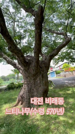 대전 대덕구 비래동 느티나무