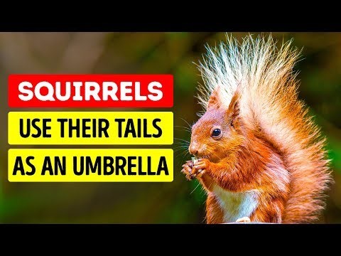 50 Super Cute Animal Facts - Comparatives/Superlatives