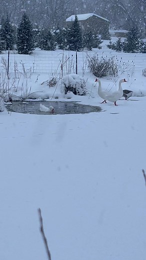 30K views · 1.9K reactions | Soon the snow will quite everything down ❄️ | The Ice Farm | Facebook