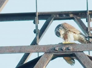Captivating Falcon Eating: A Close-Up Encounter