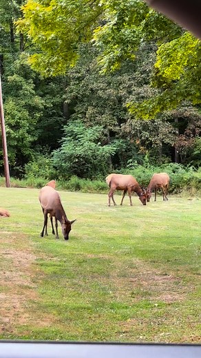 #pawilds #Pennsylvania #elk #pawildlife #pawild #bullelk #babyelk...