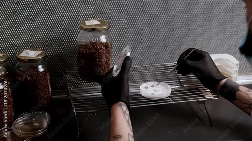 White mycelium on agar is aseptically cut into sterile fragments under laminar airflow hood, preparing culture pieces for grain jar inoculation and controlled fungal propagation in a biotech lab.