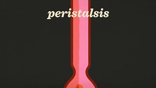 How the Digestive System Works