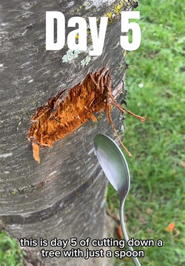 Spoon Challenge: Hitting a Tree Every Day!