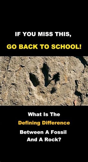 Everyone Knows This! 🦴🪨 Fossils vs. Rocks – Quick Science Challenge!