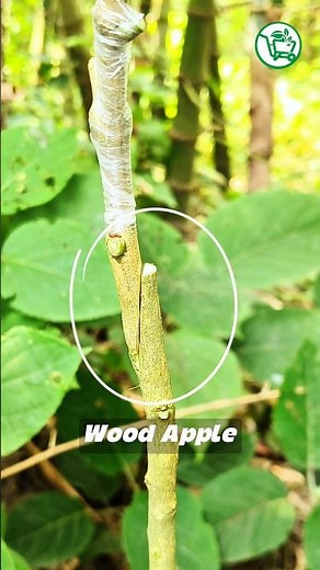 Easily Wood Apple Grafting Technique 🍈 #Grafting #WoodApple