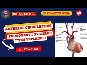 Arterial Blood Circulation: Types, Pulmonary & Systemic Circulation Explained||Bio_Science Guide