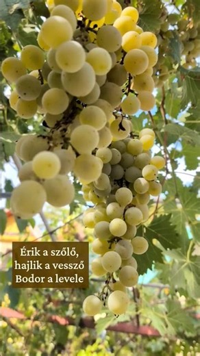 Érik a szőlő népdal magyarul Hallgasd végig YouTube csatornánkon!