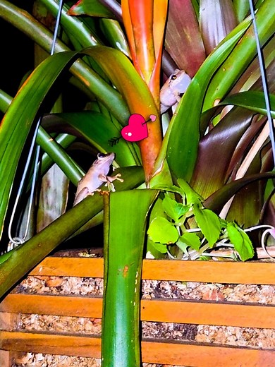 140K views · 4.9K reactions | Si No Grabo.. No Me Creen ❤️ Coqui Amor una Novela Frente a Mi.. le Canta.. La Persigue.. Se le Va... Brinca  y el Coqui Detras !! | Puerto Rico desde el Aire | Facebook