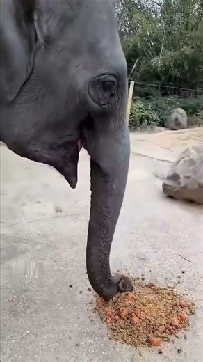 How the world's most expensive coffee is made from elephant poop #shorts #elephant #coffee