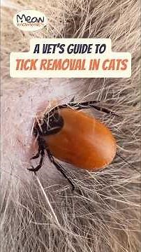 How to Safely Remove a Tick From Your Cat #tickremoval #cathealth #catcare