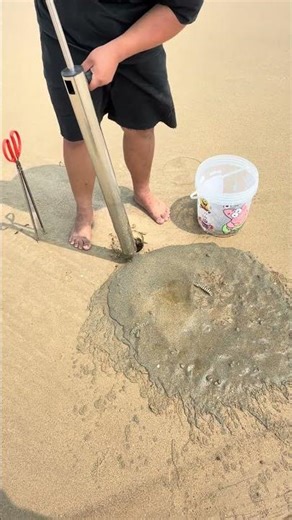 Beachcombing for Pipi! Two Pipi hiding in one hole! Beachcombing tips and sand digging/playing tools