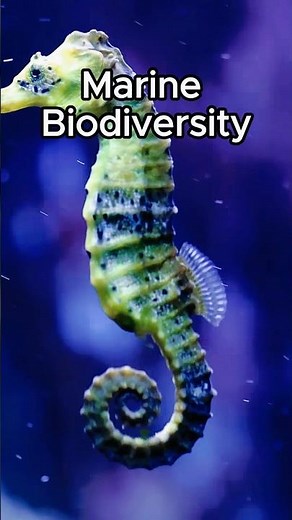 The Unbelievable Biodiversity of the Ocean 🪼🦑