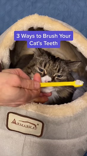Top 3 ways to brush your cat’s teeth #catsoftiktok #cats #brushteeth