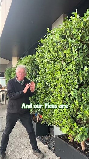 For a Screening Option That Grows in a Pot Consider Ficus Flash!