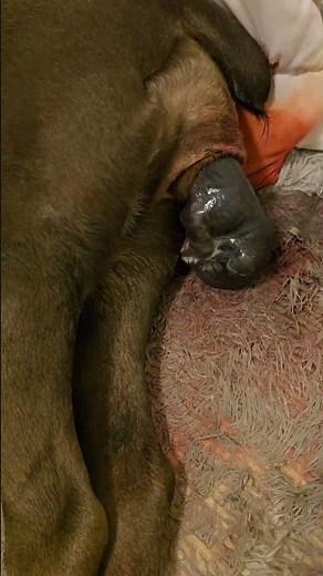 Cane Corso giving birth #canecorso #puppy #dogbreed #fyp #youtube #reel