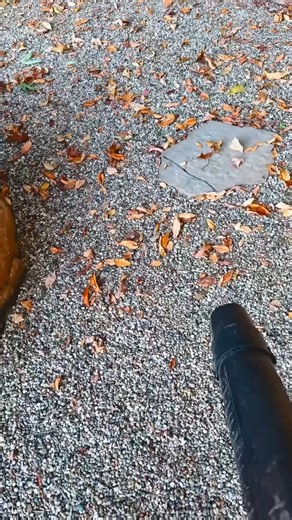 Dads, Make Holiday Yard Cleanup a Breeze with This Magic Trick! No more pebbles scattered across the driveway or buried under mountains of winter leaves. Just sweep or blow them away — simple, tidy, and totally stress-free. Rock Glue Max is like holiday magic for dads who want a clean yard without the extra effort. Want less mess before the family arrives? Visit Petratools.com and get stuck on Rock Glue Max this season! #lazydadlife #holidayyardcleanup #rockgluemaxmagic #leafcleanup #asmr #homed