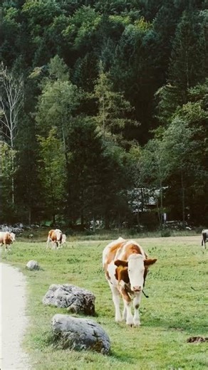 @AI#VIRAL#SHORT#COW#EATING ASMR#BEST VIEW#COW LOVER