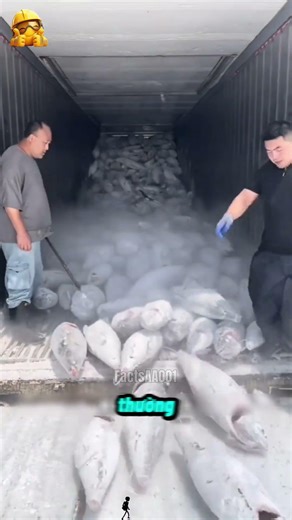 Unveiling the High-Efficiency Process for Processing Ocean Tuna!