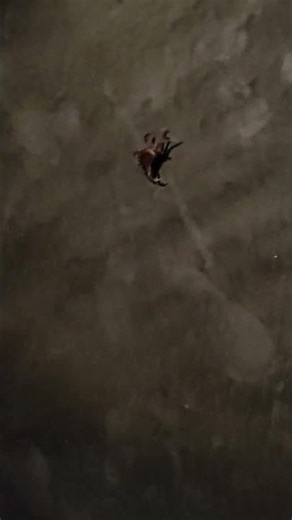 funny crab 🦀.. #crab #sea #funny #fun #animal