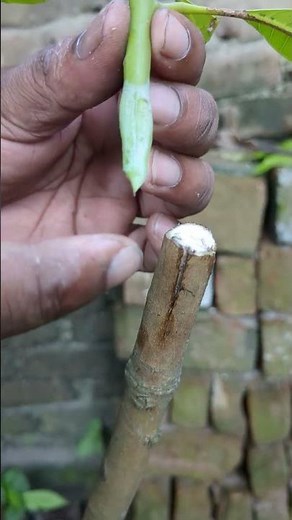 Easy Way to Graft Plants | Step-by-Step Propagation Guide | Fastest Way to Multiply Any Plant 🌱🔥