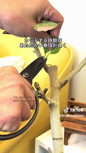 葉先が茶色の観葉植物を丸坊主にして４ケ月後は？#癒されたらハート押してね #ベンガレンシス #観葉植物 #剪定 #ブルーミングスケープ #ゴムの木 #育て方 #ficus #検証 #howto #TTCC福岡 @ブルーミングスケープ