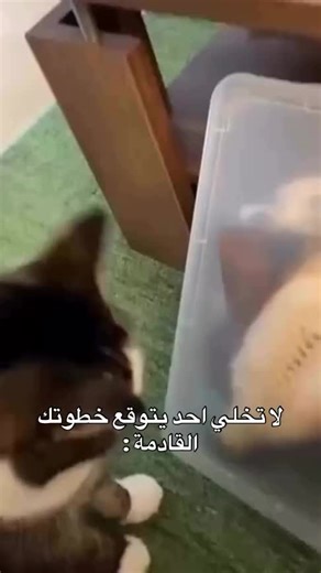 فيديوهات أنشأها wezo (@wezo_00) باستخدام الصوت الأصلي - wezo