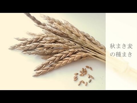 【秋まき麦の種まき】ポタジェ流！六条大麦とスペルト小麦