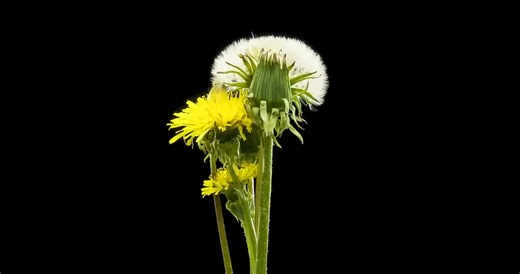 Watch what happens when dandelions use wind physics to spread across entire continents