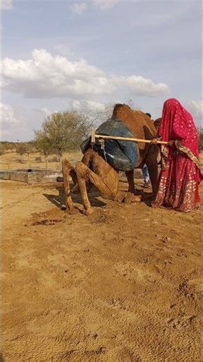 في الصحراء، تم وضع أنبوب ماء على جمل، ثم حدث هذا. #camel