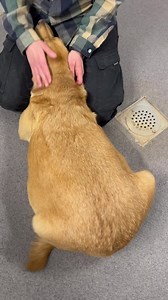 Kelly enjoying some tlc #donateafiver | Limerick Animal Welfare