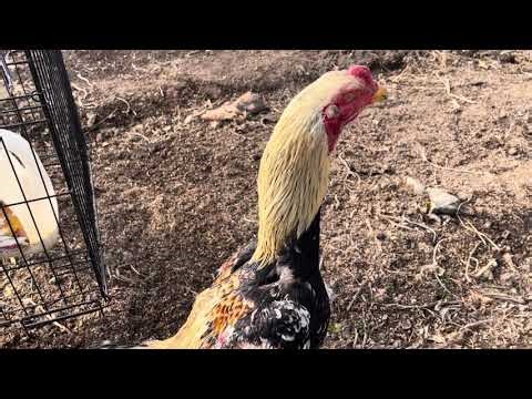 Update qab tau saib laug caij nyoog