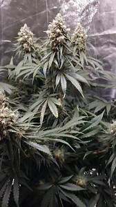 5.1K views · 1.4K reactions | Strain: Gelato Source: Feminized Seed...