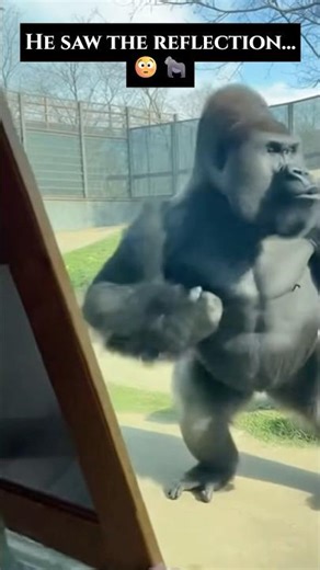 Gorilla Sees a Mirror… His Reaction CHANGES 😳🦍