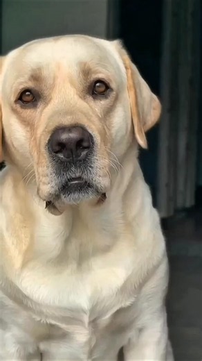 Why Labrador Retrievers Were Built to Be the Perfect Dog. #facts #animals #animalfacts #labrador