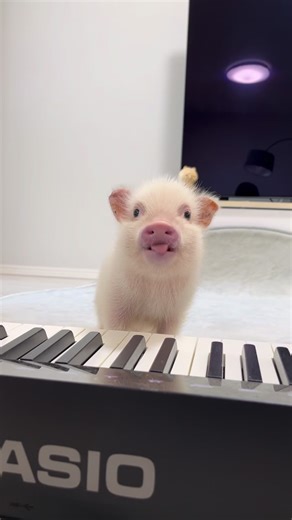 pignic cafe on Instagram: "トムはピアノも弾けちゃうんです❣️ #ブタカフェ #アニマルカフェ #pignic #マイクロブタ #豚 #pig #piggy #cute #cafe #横浜中華街 #横浜カフェ #みなとみらい #animals #動物赤ちゃん #横浜デート #micropigcafe #tokyothingstodo"