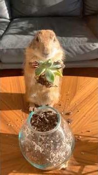 Living with the adorable prairie dogs
