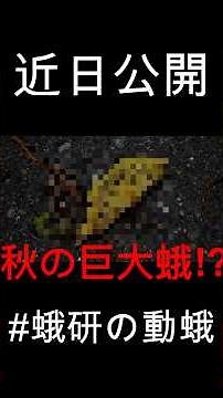 【予告】秋のデカい蛾を見に行く！【京大蛾研】