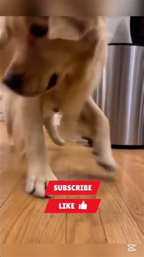 Puppy Scared of Frog – Dad’s Hilarious Reaction 😂