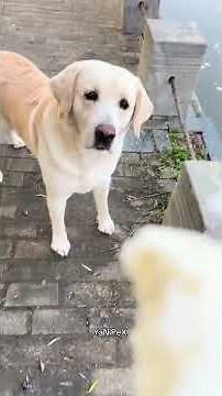 Animales graciosos #gracioso #humor #comedia #cachorrosdivertidos