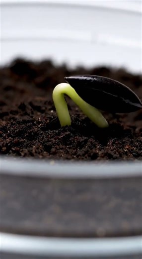 Watermelon - Time Lapse #watermelon #timelapse #garden