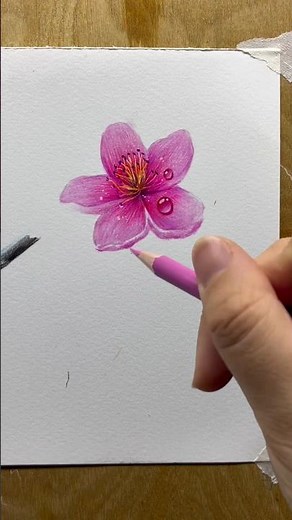 Realistic Flower Drawing with Color Pencil | Step-by-Step Art for Beginners