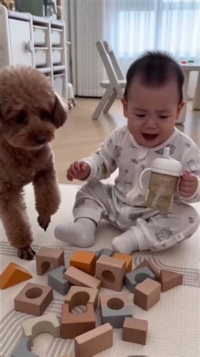 #萌寵出道計劃 #泰迪犬 #可愛的小狗狗 #0-3歲兒童啟蒙早教 #這也太萌太可愛了吧